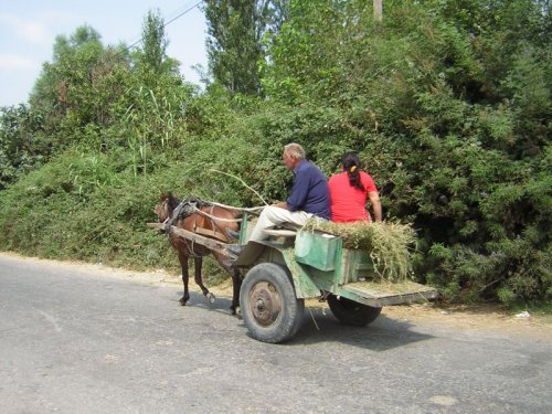 carroça burros