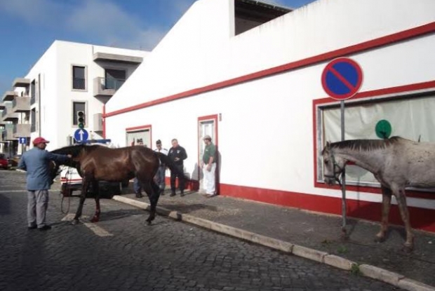 cavalos a solta em beja