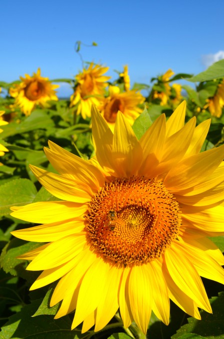 girasol