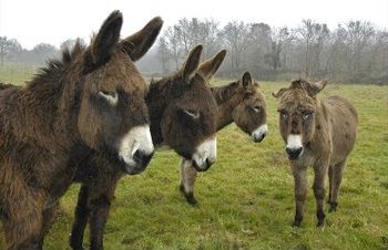Burros